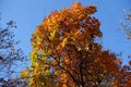 Clear blue sky and vibrant autumnal foliage of Cotinus coggygria