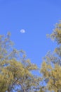 Clear blue sky which has half moon and top of pine as frame Royalty Free Stock Photo