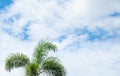 clear blue sky with white clouds on good weather with palm.blue sky on sunlight background.skyscape.cloudscape.beautiful vast blue