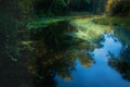 Clear blue water at Rock Springs Run in Kelly Park in Apopka, Florida