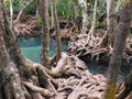 The bizarrely tangled roots of trees frame a natural pond