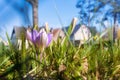 First early crocuses blooming on a loan in a rural area. Royalty Free Stock Photo