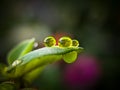 Clear and bright green waterdrops