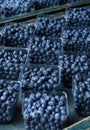 Fresh Ripe Nutritous Blueberries on a Wooden Surface