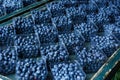 Fresh Ripe Nutritous Blueberries on a Wooden Surface