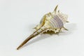 Clear close shot of beautiful seashell with white background