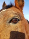 Clear close up of a bay horse. brown eye on a sunny day with blue sky behind her