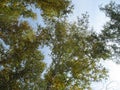 Clear cloudless sky is visible through the closing branches.