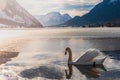 Clear Cold Landscape with blue sky at Grundlsee, Austria. Swans on lake winter.