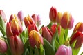 Clear Color tulips Royalty Free Stock Photo