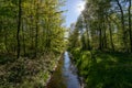 Clear creek water running through the forest in sunlight Royalty Free Stock Photo