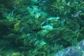 Clear crystal green sea underwater fishes coral phi phi island Thailand Royalty Free Stock Photo