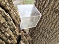 Clear cube nested in tree for geocaching activity