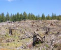 Clear cut logging slope Royalty Free Stock Photo