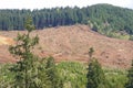 Clear cut logging slope Royalty Free Stock Photo