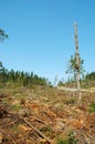 Clear-cutting Operation Royalty Free Stock Photo
