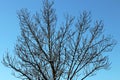 Surreal tree in winter deep blue sky Royalty Free Stock Photo