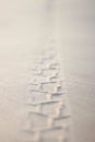 Clear detail of track from the bicycle wheel in wet sand on the beach. Royalty Free Stock Photo