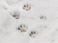 Clear, distinct dog tracks in wet snow Royalty Free Stock Photo