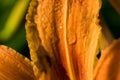 A clear drop of water flows down the flower petal. Macro Royalty Free Stock Photo