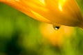 A clear drop of water flows down the flower petal. Macro Royalty Free Stock Photo