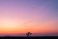 Clear early morning with the vast sky and lone tree Royalty Free Stock Photo