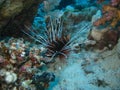 Clear fin lion fish