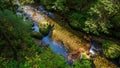 Clear forest stream with mossy rocks and lush green foliage in sunlight Royalty Free Stock Photo