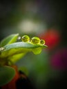 Clear and fresh green water drops Royalty Free Stock Photo