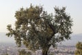 Clear front shot of olive tree in anatolia Royalty Free Stock Photo