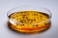 Transparent petri dish filled with amber liquid and floating bubbles against a clean white background in a scientific laboratory Royalty Free Stock Photo
