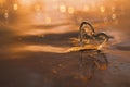 Clear glass heart on sand beach with sunrise sun light