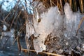 Clear ice icicle close-up in reeds on frozen lake Royalty Free Stock Photo