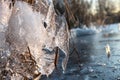 Clear ice icicle close-up in reeds on frozen lake Royalty Free Stock Photo