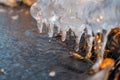 Clear ice icicle close-up sparkling on frozen lake Royalty Free Stock Photo