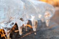 Clear ice icicle close-up sparkling on frozen lake Royalty Free Stock Photo