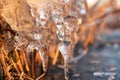 Clear ice icicle macro in dry reeds on frozen lake Royalty Free Stock Photo