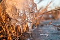 Clear ice icicle macro in dry reeds on frozen lake Royalty Free Stock Photo