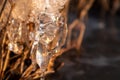 Clear ice icicle macro in dry reeds on frozen lake Royalty Free Stock Photo