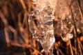Clear ice icicle macro in dry reeds on frozen lake Royalty Free Stock Photo