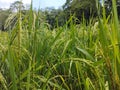 Clear image of rice plant Royalty Free Stock Photo