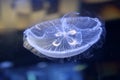 Clear jelly fish Royalty Free Stock Photo
