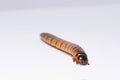 Clear larva background