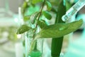 Clear liquid dropping from pipette on leaf against blurred background, closeup.