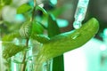 Clear liquid dropping from pipette on leaf against blurred background, closeup.