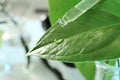 Clear liquid dropping from pipette on leaf against blurred background, closeup with space for text.