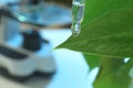 Clear liquid dropping from pipette on leaf against blurred background, closeup with space for text.