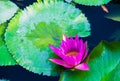 The tropical aquatic plant purple water lilies in the pond Royalty Free Stock Photo
