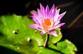 The tropical aquatic plant purple water lilies in the pond Royalty Free Stock Photo