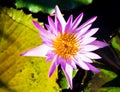 The tropical aquatic plant purple water lily in the pond Royalty Free Stock Photo